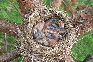 de kuikens van de pasgeboren lijster openen zich terwijl ze slapen in het nest op de dennenboom. foto