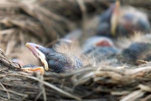 pasgeboren pluizige nestjongen van een lijster die in een nest slaapt foto