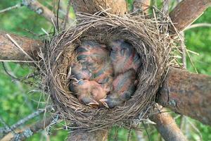 de kuikens van de pasgeboren lijster openen zich terwijl ze slapen in het nest op de dennenboom. foto