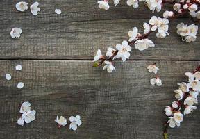 lente abrikoos bloesem foto