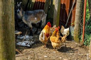 geit en scharrelkip op biologische dierenboerderij die vrij grazen in de tuin op de achtergrond van de ranch. kippen kippen binnenlandse geit grazen in de wei. moderne veeteelt, ecologische landbouw. dierenrechten. foto