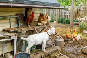 geit en scharrelkip op biologische dierenboerderij die vrij grazen in de tuin op de achtergrond van de ranch. kippen kippen binnenlandse geit grazen in de wei. moderne veeteelt, ecologische landbouw. dierenrechten. foto