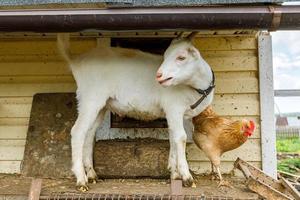 geit en scharrelkip op biologische dierenboerderij die vrij grazen in de tuin op de achtergrond van de ranch. kippen kippen binnenlandse geit grazen in de wei. moderne veeteelt, ecologische landbouw. dierenrechten. foto