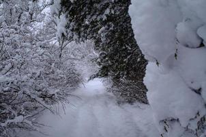 winterbos, boomtakken om onder het gewicht van sneeuw te gaan. foto