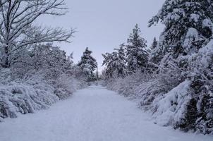 winterbos, boomtakken om onder het gewicht van sneeuw te gaan. foto