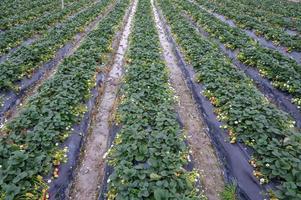 er staan rijen keurige aardbeienzaailingen in het veld foto