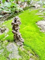 regenwormgat gemaakt door zijn uitwerpselen, groen mos in de grond. regenworm bodem in de groene natuur. foto