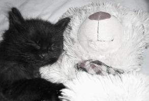 zwarte pluizige kitten slapen met een witte teddybeer. katten slaap foto