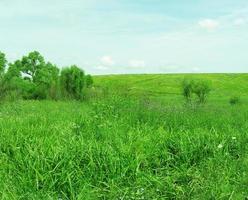 zomer gazon. gras is groen, de lucht is wolken. land uitzicht. foto