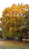 boom met gele bladeren in het park op een bewolkte dag. herfstmist foto
