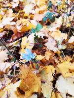 gele esdoorn bladeren achtergrond. herfst herfstbladeren foto