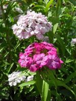 badstof anjer bloemen tuin zomer lente bloei foto