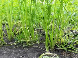 wortelen groeien in de tuin. groene stengels van een plant groeien uit de grond foto