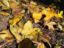 gele bladeren liggen op het gras. herfst esdoorn bladeren foto