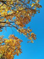 gele bladeren op boomtakken tegen de blauwe lucht. foto