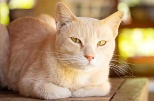 schattige bruine kat met mooie blauwe ogen populaire huisdieren foto
