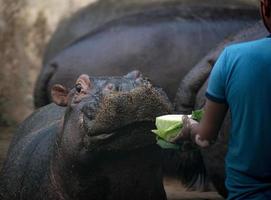 close shot van het eten van moment van nijlpaard. foto