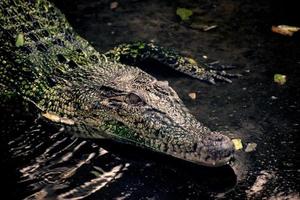 krokodillen, onderfamilie crocodylinae of echte krokodillen zijn grote semi-aquatische reptielen foto