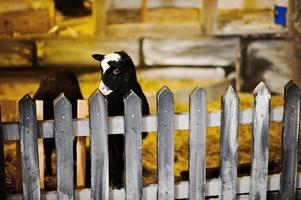 zeer grote kerststal. schaap foto