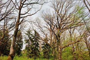 prachtige natuur in het mistige lentebos met zonnestralen foto