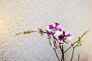 veelkleurige phalaenopsis bloemen orchidee op vanile textuur background foto