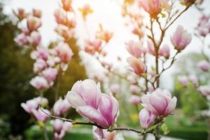 takken van witte en roze magnoliabloesems foto