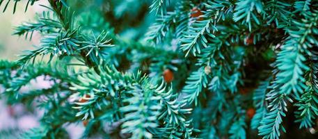 Europese taxusboom, taxus baccata groenblijvende taxus close-up afgezwakt, giftige plant met giftige alkaloïden foto