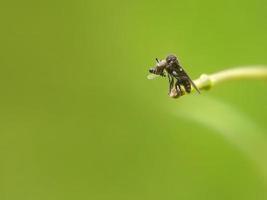 kleine plunderende insecten foto