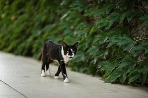 zwarte kat loopt langs tuinranken foto