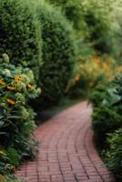 groene zomertuin met planten foto