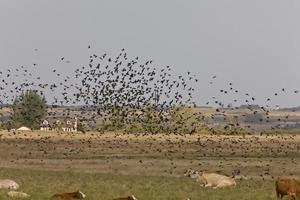 merels vliegen rond vee in saskatchewan canada foto