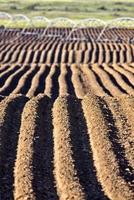 landbouw rijen zaden geplant foto