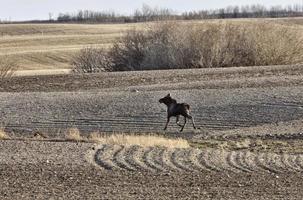 eland koe en kalf saskatchewan canada foto