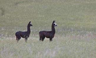 alpaca in het veld van Saskatchewan foto