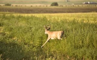 herten in een veld foto