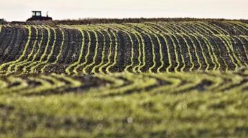 landbouw rijen zaden geplant foto