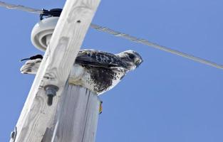 ruwpootbuizerd foto