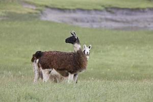 lama in het veld van Saskatchewan foto