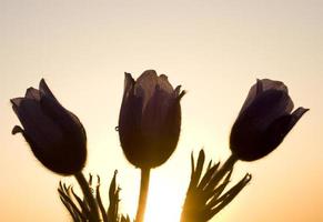 lente krokus bloem foto