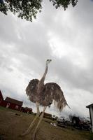 struisvogel op de boerderij foto