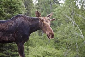 jonge stier eland foto