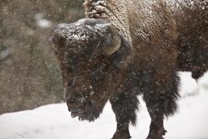 bizon buffel wyoming yellowstone foto