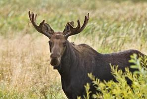 stier eland close-up foto