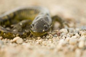 close-up tijgersalamander foto