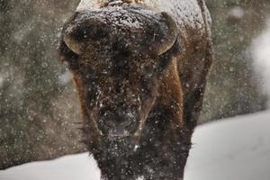 bizon buffel wyoming yellowstone foto