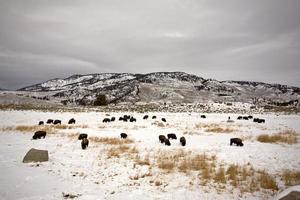 bizon buffel wyoming yellowstone buffel bizon foto
