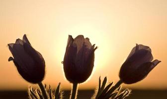 lente krokus bloem foto