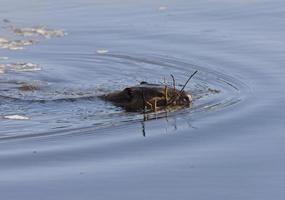 bever aan het werk foto