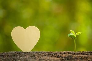 groene spruit groeit in de bodem en houten hartsymbool op buiten zonlicht en groene achtergrond wazig. liefdesboom, wereld redden, of groei- en omgevingsconcept foto