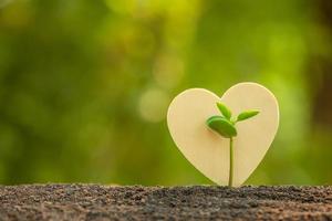 groene spruit groeit in de bodem en houten hartsymbool op buiten zonlicht en groene achtergrond wazig. liefdesboom, wereld redden, of groei- en omgevingsconcept foto